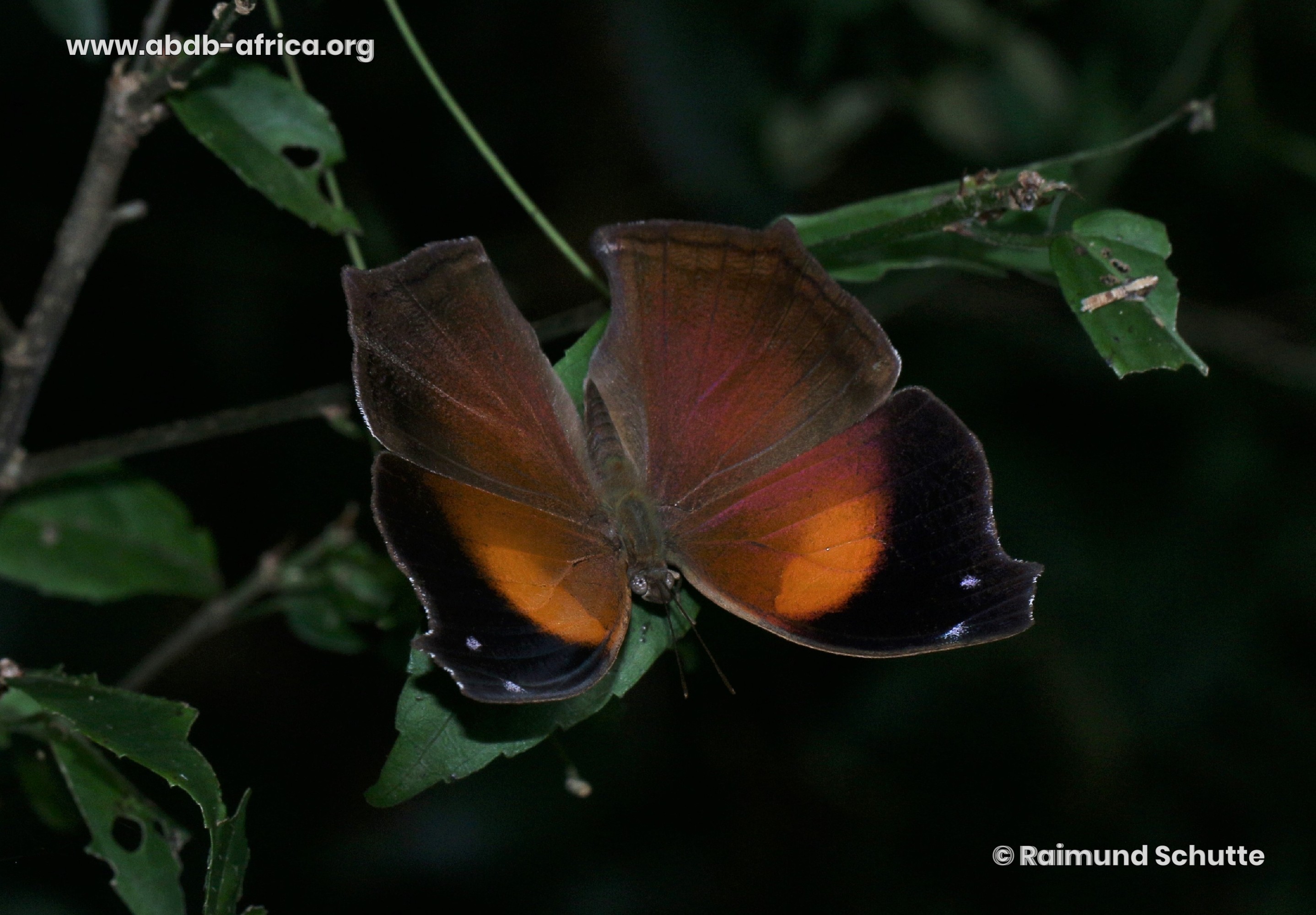 Salamis cacta (Fabricius, 1793)